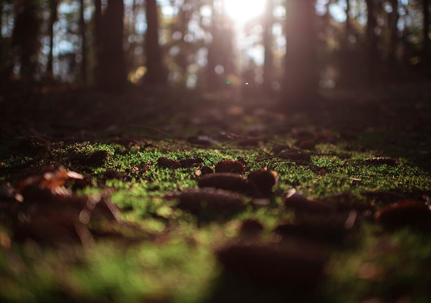 What Is Depth of Field: Exploring Visual Storytelling Through Focal Length and Aperture | Envato ...