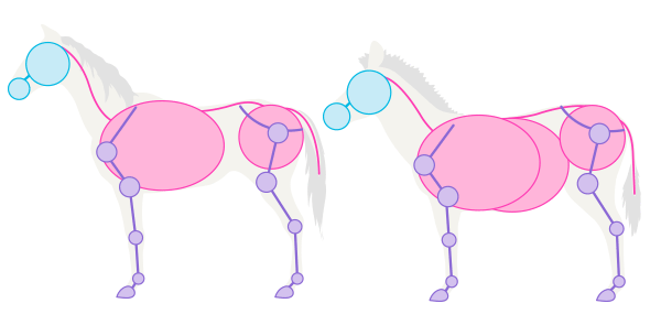 How to Draw Animals: Zebras and Giraffes