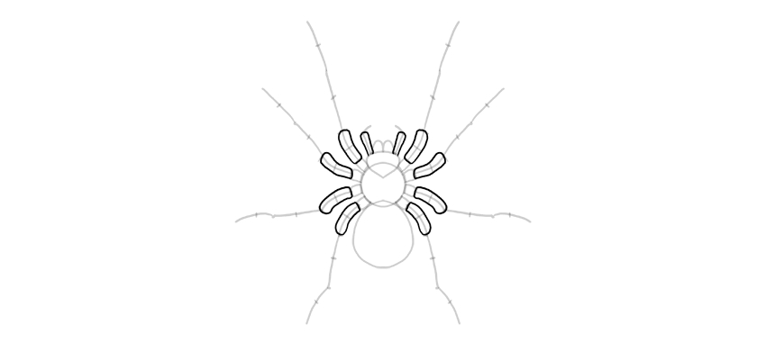 Cómo Dibujar una Araña Paso a Paso | Envato Tuts+