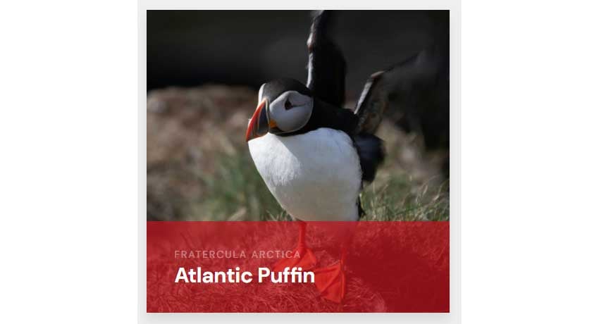 Create a sliding cards UI with HTML & CSS | Envato Tuts+