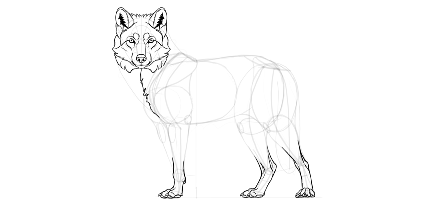 How to Draw a Wolf Step by Step