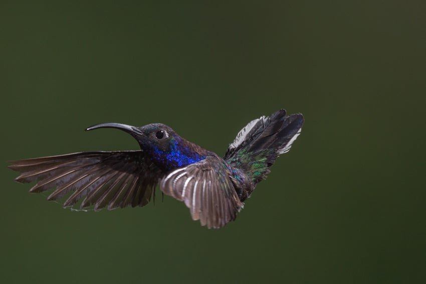 bird