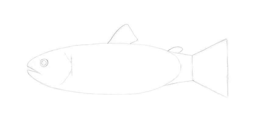 How to Draw a Fish | Envato Tuts+