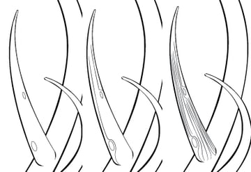 Add Details to the Hair and Antlers