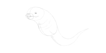 draw lower part of the eye