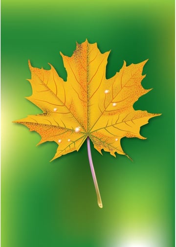 Teodora commented with a fantastically textured result from a maple leaf illustration tutorial by Iaroslav Lazunov