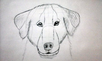 User Guest shared their first animal drawing thanks to a tutorial on dog and wolf anatomy by Monika Zagrobelna