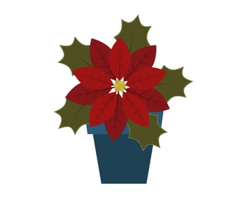 placing the plant in the flowerpot