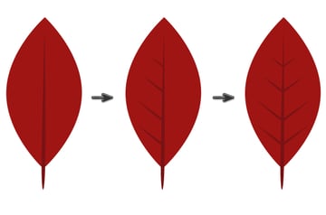 creating veins of the poinsettia