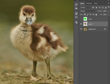 Creating new layer using selection