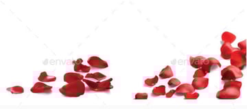 Rose Petals