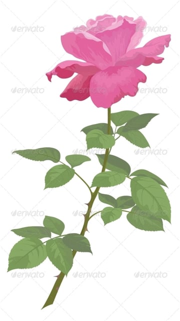 Single Pink Rose