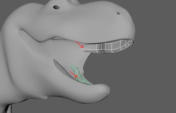 Upper and lower gums