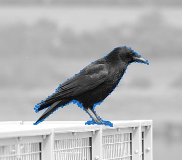 Outlining the crow to remove the background