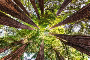 Low angle view of forest canopy