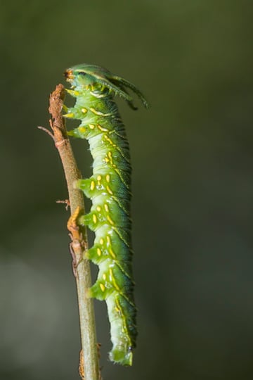 A dragon caterpillar Charaxes sp found in the undergrowth of the evergreen forest of Angkor Thom Cambodia The invertebrate fauna of Cambodia is totally unknown and de Greef uses photography to record and document all the species he encounters 