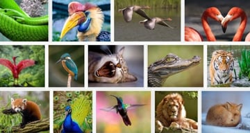 Global Gallery WordPress Carousel