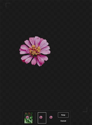 Pink flower without background.