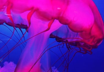 Pink Jellyfish