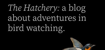 Twenty Twenty-Two is a WordPress free blog theme