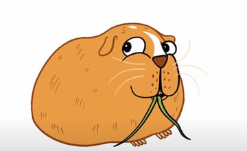 Final sequence of Ginger the guinea pig.