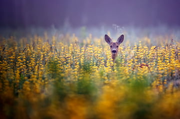 Roe-deer in the morning mist