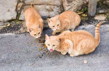 Street cats eating food