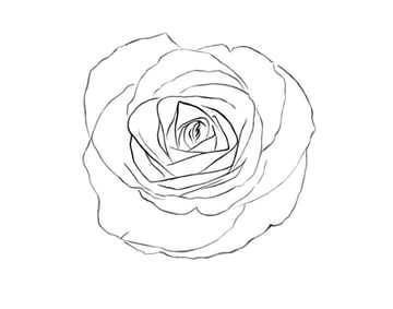 The Final Rose Sketch