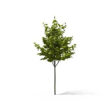 3D Trees