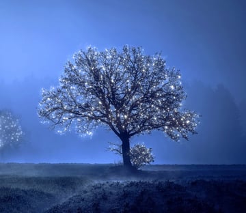 How to Add Lights to a Tree With a Photoshop Action