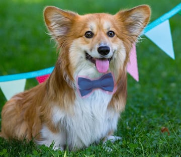 dog with bow tie
