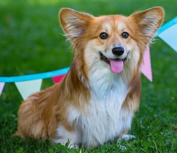 dog with tie removed