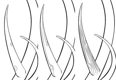 Add Details to the Hair and Antlers