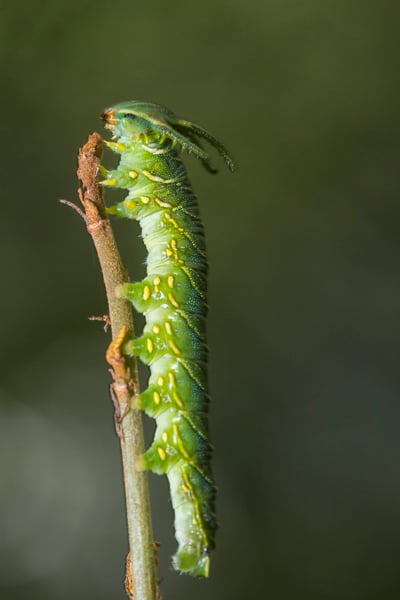 A dragon caterpillar Charaxes sp found in the undergrowth of the evergreen forest of Angkor Thom Cambodia The invertebrate fauna of Cambodia is totally unknown and de Greef uses photography to record and document all the species he encounters 