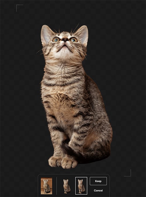 Young kitten without background.