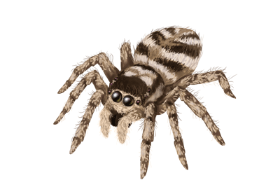 Cómo dibujar animales: arañas, especies populares, anatomía y movimiento