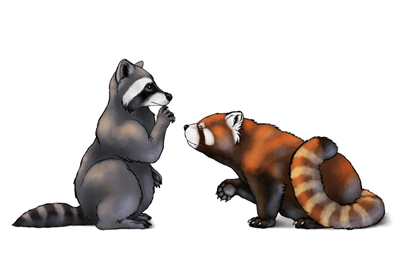 How to Draw Animals: Red Pandas and Raccoons