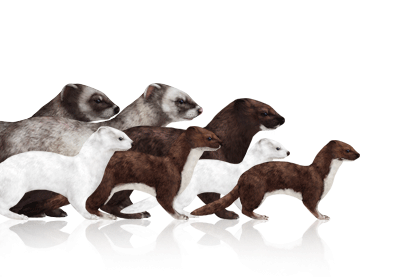 How to Draw Animals: Weasels, Stoats, Minks, Polecats and Ferrets 