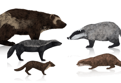 Cómo dibujar animales: glotones, tejones, nutrias y martas