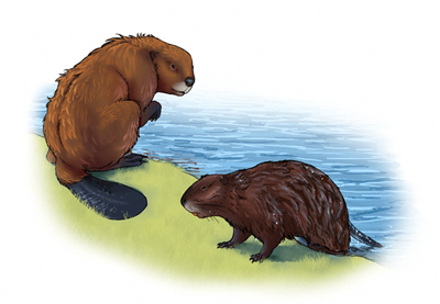 Cómo dibujar animales: los grandes roedores y su anatomía