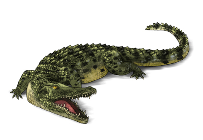 Cómo Dibujar Animales: Cocodrilos, Aligators, Caimanes y Gaviales