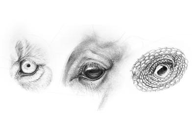 How to Draw Animal Eyes