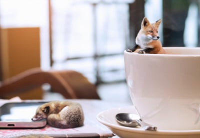 How to Create a Fun Fox and Coffee Photo Manipulation in Photoshop