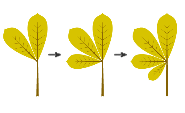 composing the leaf 1