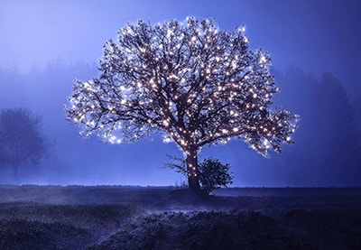How to Add Lights to a Tree With a Photoshop Action