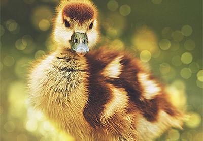 How to Create a Lens Dust Photoshop Action Effect