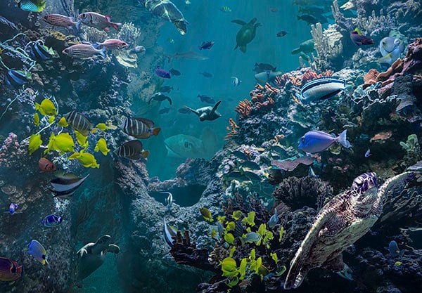 Finished underwater composite photo with colors matching