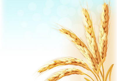 How to Draw Ears of Wheat With Gradient Meshes in Adobe Illustrator