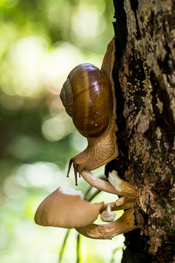 Cambodia has one of the highest deforestation rates in the world