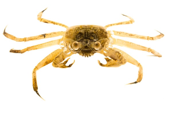 A marine crab photographed in the MYN field studio
